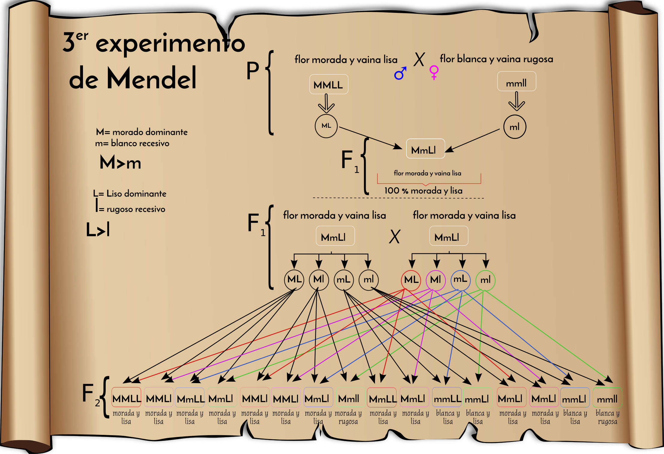 Leyes De Mendel Mapa Conceptual Png Nietma Images